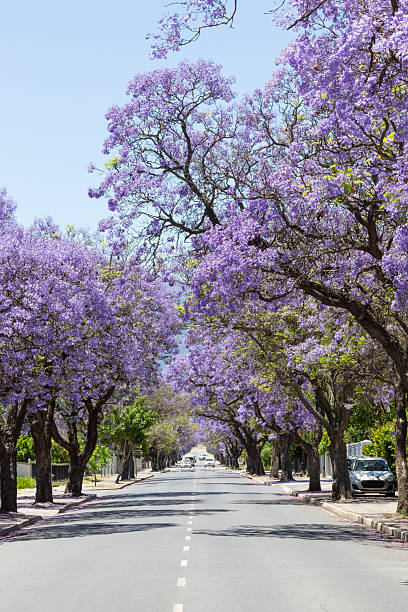 istock Street lined with flowering Jacaranda Trees (Jacaranda mimosifolia) 2248399232