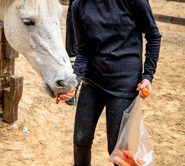 Actions that show love for horses