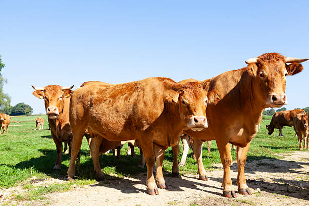istock Three red brown Limousin beef cows looking curiously at the camera 2248400978