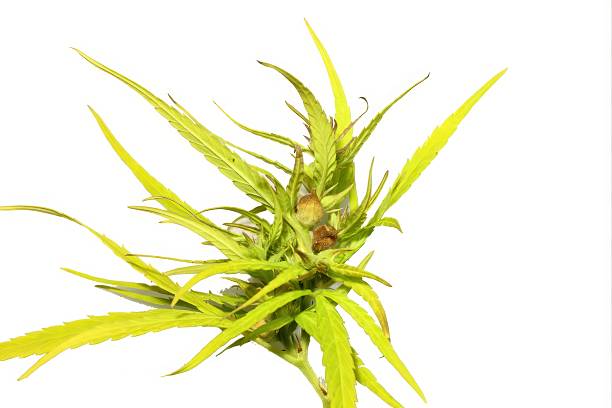 Cannabis sativa featuring palmately divided leaves, upright stems, and nutrient rich seeds traditionally used for fiber food and oil. Photographed in Korea.