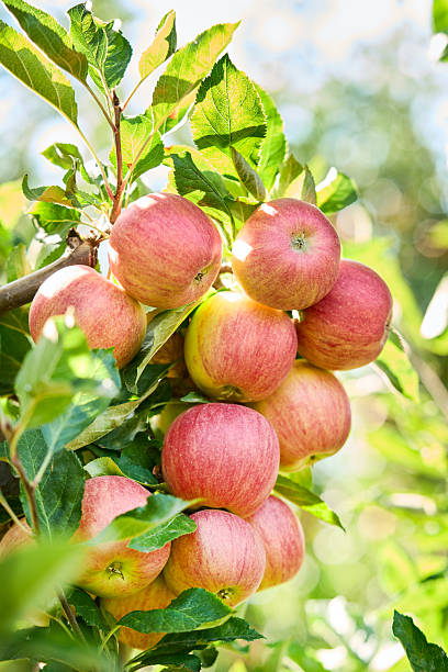 istock Apples with leaves in the garden 2248401618