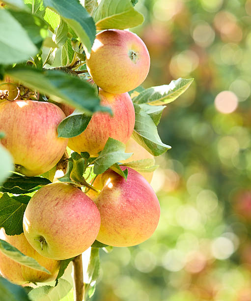 istock Apple branch with leaves  in closeup 2248401797