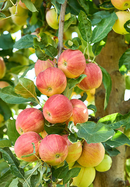 istock Organic red apples with leaves 2248402022