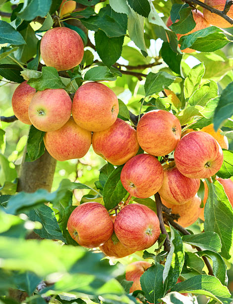 istock Apples with leaves in the garden 2248402114