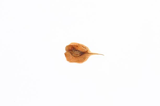 Physalis peruviana background