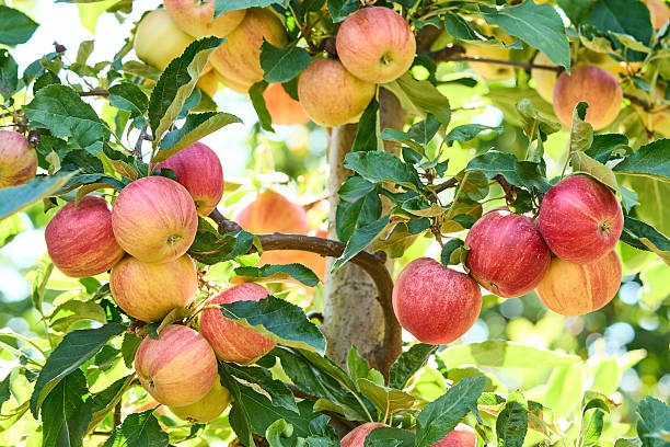 istock Red apple fruit on the tree grow in the wild 2248402486