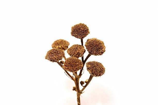 Chrysanthemum cinerariifolium showing daisy like blooms, branching stems, and pyrethrum compounds widely used for natural insect control. Photographed in Korea.