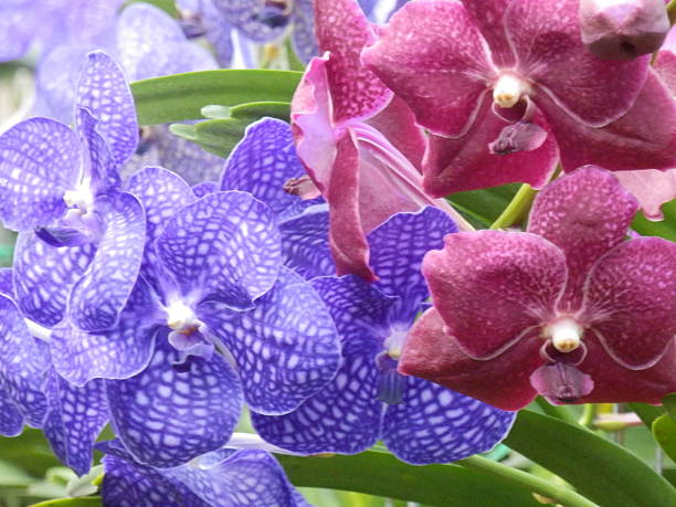 istock Colorful orchids in the garden. 2248405086
