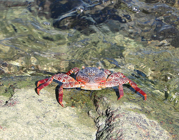 a very colorful crab sitting on the rocks at the water's edge of Cabo San Lucas, Mexico