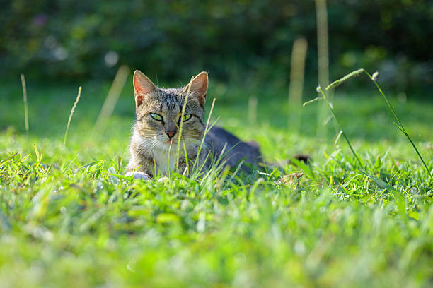 Domestic cat lying on a lush green meadow during a warm summer evening, surrounded by grass and soft sunlight.