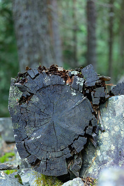 istock Close-up of moss-covered tree stump in forest 2248406003