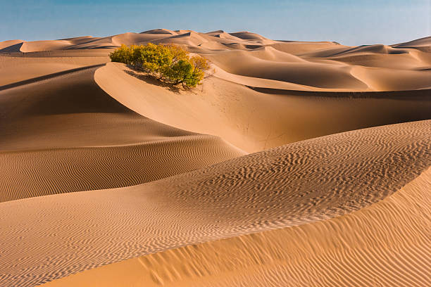 istock Poplar Trees Among Rolling Desert Dunes, Bayingolin Xinjiang 2248407221
