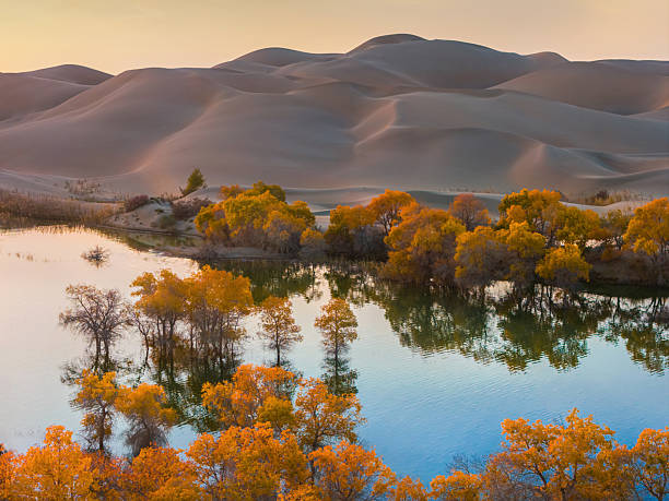 Golden Populus euphratica trees stand beside a calm oasis lake, their reflections shimmering beneath the surrounding sand dunes of Bayingolin, Xinjiang. The image highlights the rare desert-water ecosystem where resilient trees thrive in an arid landscape.