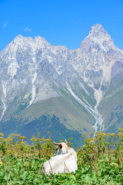 istock View of Mount Ushba, Svaneti, Georgia 2248407680