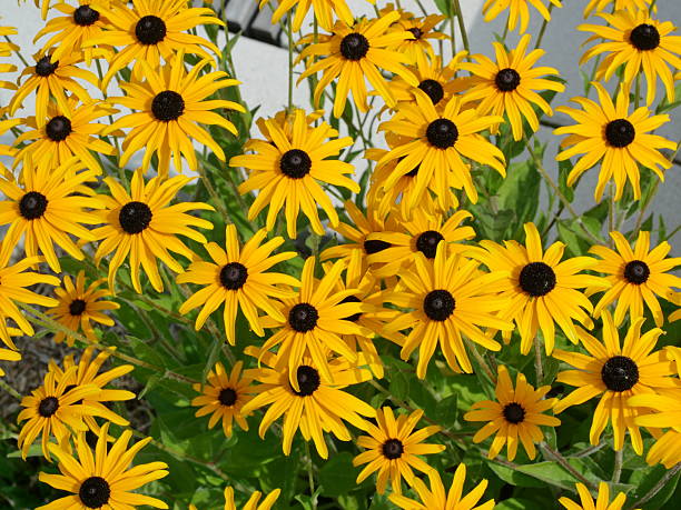 istock Bright yellow Rudbeckia flowers with dark centers 2248407965
