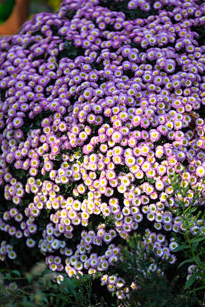 istock Shanghai Gongqing Forest Park Chrysanthemum Exhibition 2248408110