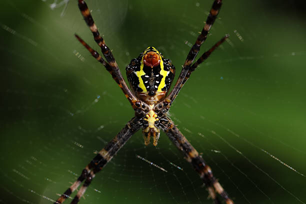 Close up of a forest spider in its spider web.this macro photo was taken from Bangladesh.