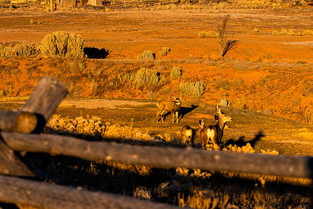 istock Mule Deer in Autumn on Ranch During Golden Hour 2248408226