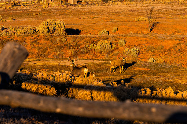 Herd animals including a large male buck congregating along rural fence in Western Colorado USA with warm golden hour illuminating the scene.