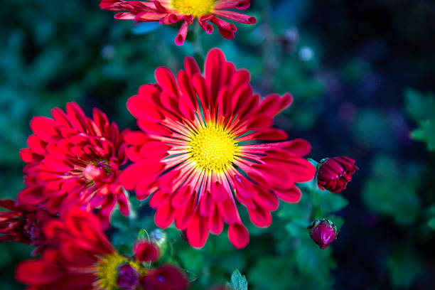 Shanghai Gongqing Forest Park Chrysanthemum Exhibition