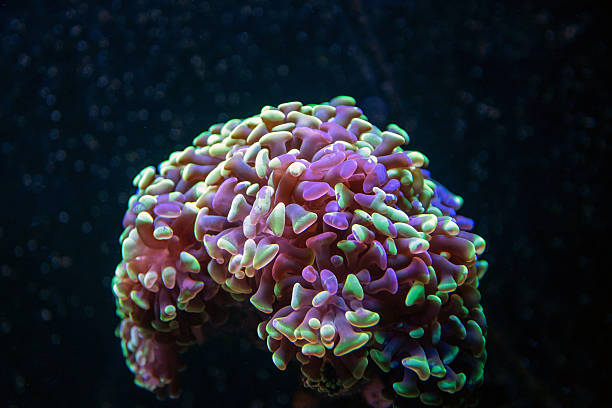istock Hammer coral - Fimbriaphyllia paraancora is a long stony polyps coral 2248409150