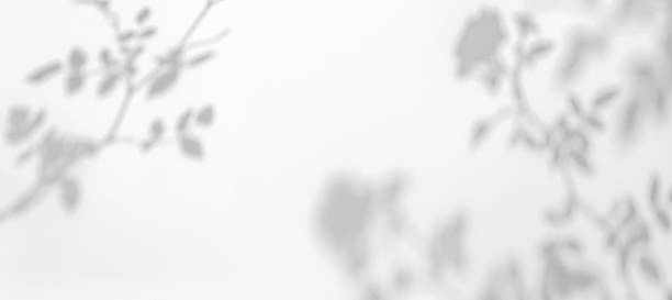 istock Delicate Floral Shadow Silhouette in Gray on Soft Light Background 2248409244