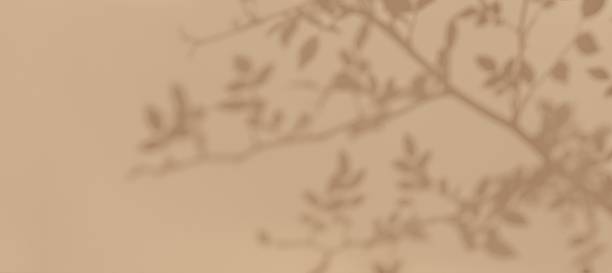 istock Minimalist Botanical Shadow on Neutral Beige Background 2248409525