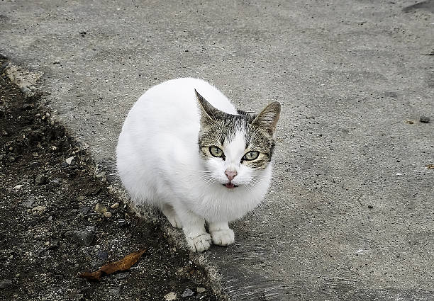 istock Stray cats in the street 2248410965