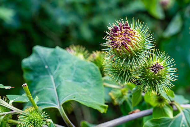 istock Close-up of Green Burdock Seed Pods 2248411221