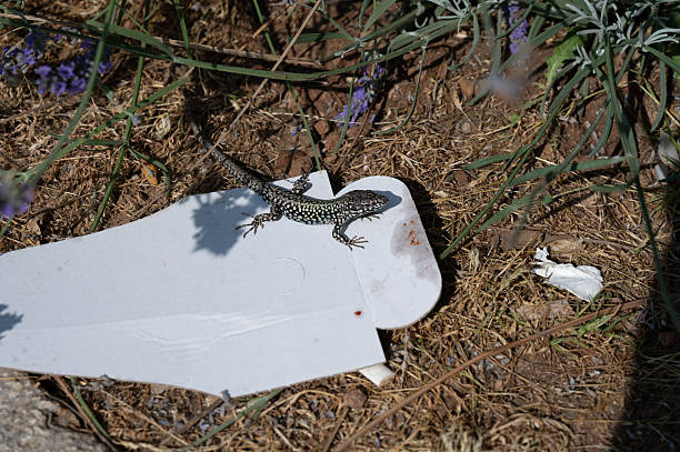A lizard sits on an abandoned food carton, environmental pollution in nature