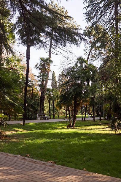 istock Vibrant green park featuring tall conifers, cypresses, and palm trees with benches on pathways. 2248414828
