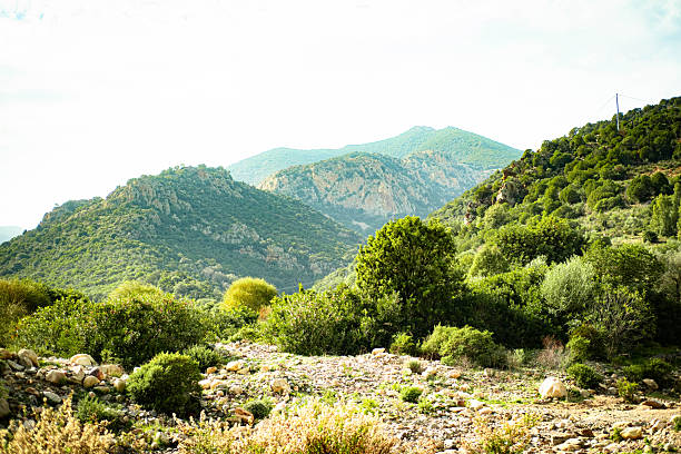 A mountain range with a lush green forest in the foreground. The sky is clear and the sun is shining brightly