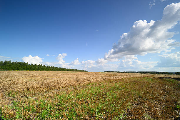 A stunning view of a vast field with rich vegetation and a bright blue sky, featuring beautiful clouds.