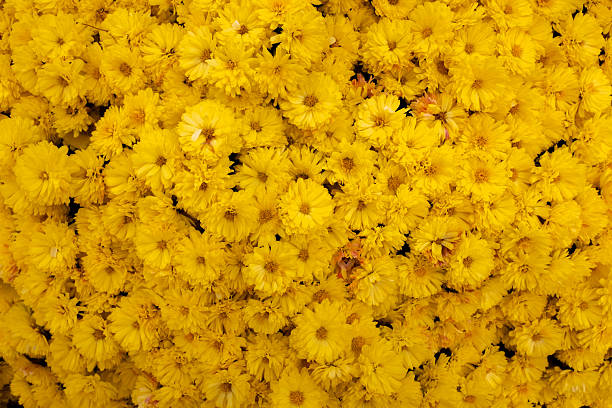 istock Yellow chrysanthemums filling the frame, creating a dense, textural floral background with vibrant color 2248415532
