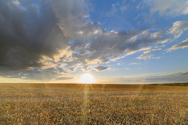 golden wheat field and sunny day