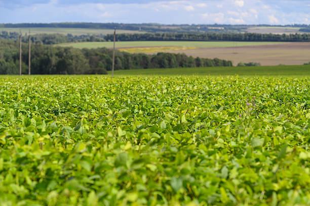 A vibrant landscape showcasing expansive, sprawling green soybean fields set against a breathtaking and picturesque sky