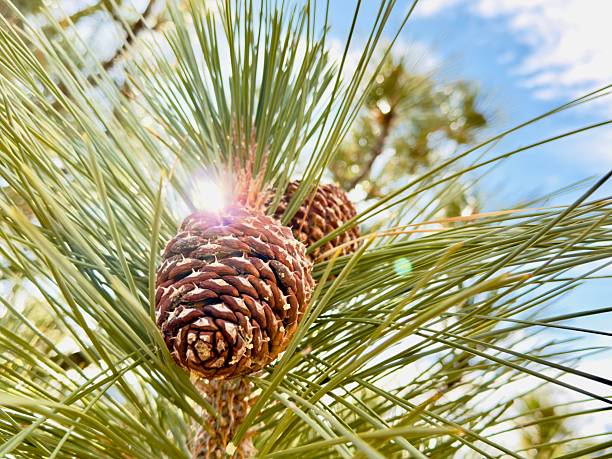 Photos of pine cone from far and close-up. Located close to Big Bear, California. In the mountains. It is amazing when we look closer to a thing that from far doesn’t look very interesting. But when you get closer you can see the beauty of one thing.