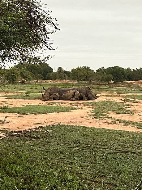istock Rhino sleeping in the savannah 2248416962