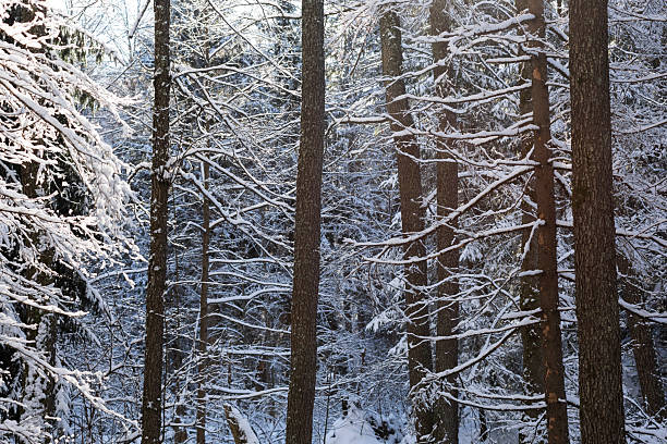 Trunks and branches of fir trees in a winter snow-covered forest landscape