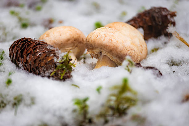 Photo of champignon mushrooms partially covered by snow while delicate snowflakes fall around. Soft natural light highlights textures, shapes, and the cozy winter forest atmosphere. Ideal for nature photography, forest and seasonal content, and wildlife themes.