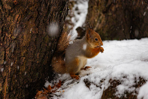 istock Photo of a squirrel sitting in the snow, eating nuts while snow gently falls around it. Detailed fur, tiny paws, and soft winter forest background. Ideal for wildlife photography, winter nature themes, and cute animal content. 2248418607