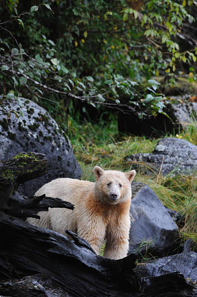 istock A White Kermode bear (Spirit bear), Klemtu, Great Bear Rainforest, British Columbia, Canada 2248418990