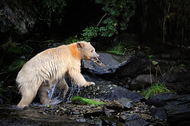 istock A White Kermode bear (Spirit bear), Klemtu, Great Bear Rainforest, British Columbia, Canada 2248418991