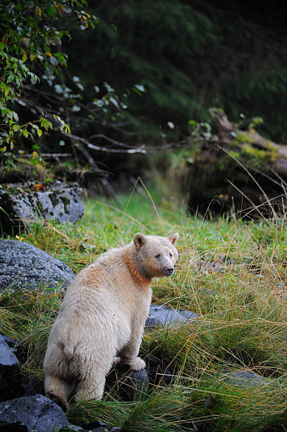 istock A White Kermode bear (Spirit bear), Klemtu, Great Bear Rainforest, British Columbia, Canada 2248418993