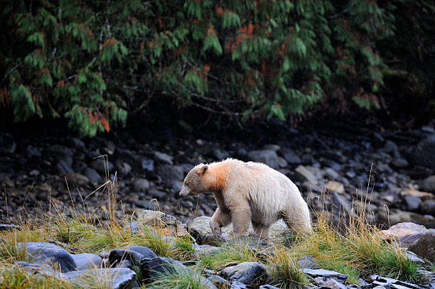 istock A White Kermode bear (Spirit bear), Klemtu, Great Bear Rainforest, British Columbia, Canada 2248419527