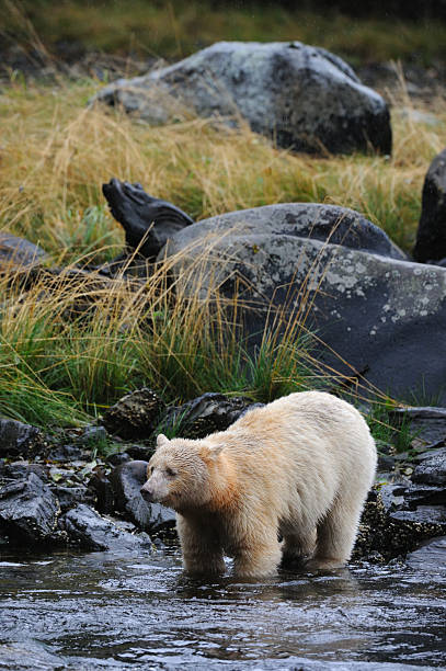istock A White Kermode bear (Spirit bear), Klemtu, Great Bear Rainforest, British Columbia, Canada 2248419528