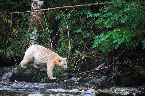 istock A White Kermode bear (Spirit bear), Klemtu, Great Bear Rainforest, British Columbia, Canada 2248419529