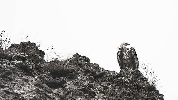 istock A Eurasian Griffon Vulture (Gyps Fulvus) In BNW 2248419605