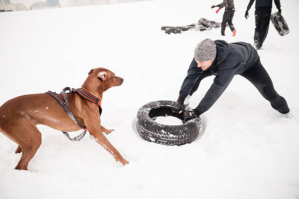 A brown hunting dog, possibly a Vizsla, is seen sitting attentively while a person in a green coat holds its leash. The background shows an outdoor setting with white plastic chairs, suggesting an event or gathering. The dog’s calm demeanor contrasts with the soft, overcast lighting and natural surroundings.