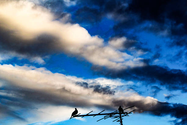 Silhouette of two Spotted doves (Streptopilea chinenesis) perched against a dramatic sky in Sydney; NSW; Australia. (Photo by Tara Chand Malhotra)